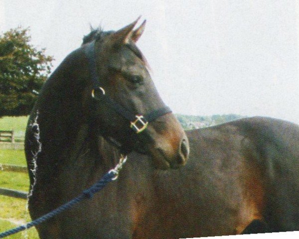 horse Serrmon (Arabian, 2001, from Shaikeel EAO)