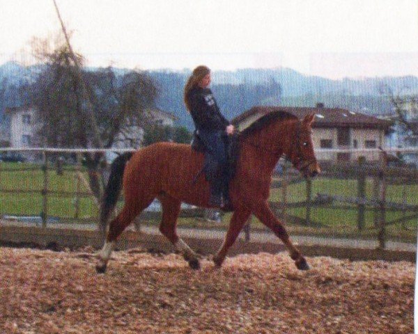 horse Larina (Freiberger, 2007, from Lars)