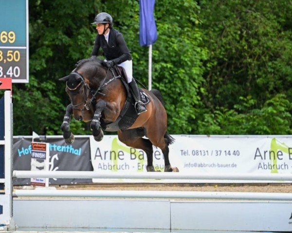 Springpferd Levi 42 (Oldenburger Springpferd, 2018, von Lex Lugar)