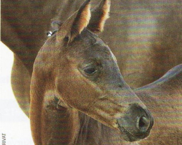 horse Phoenix (Trakehner, 2021, from Blanc Pain)