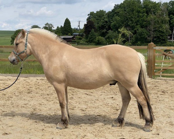 horse Isko (Fjord Horse, 2021, from Ilmar)