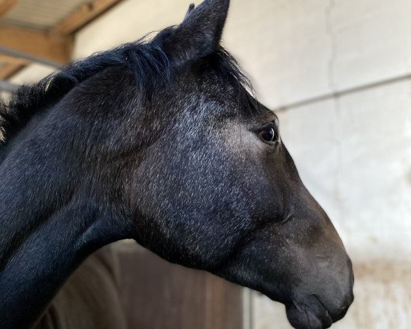 jumper Atomika D (Oldenburg show jumper, 2019, from Dinken)