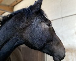 jumper Atomika D (Oldenburg show jumper, 2019, from Dinken)