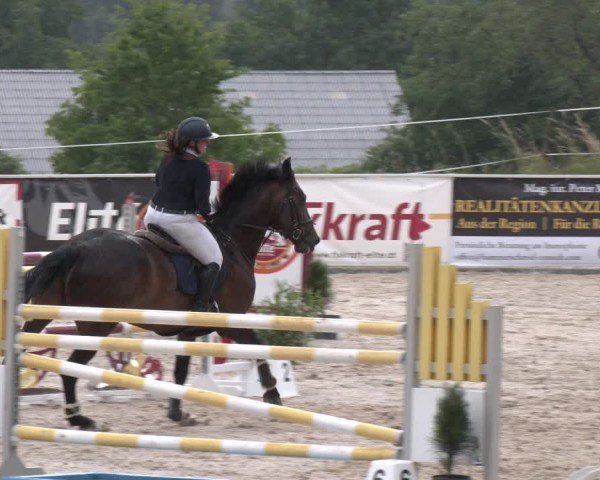 Springturnier Seewalchen 2025