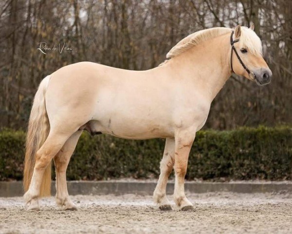 stallion Nilas (Fjord Horse, 2020, from Njord Halsnæs)