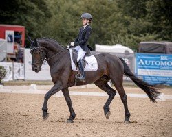 dressage horse Kian 8 (Pinto, 2019)
