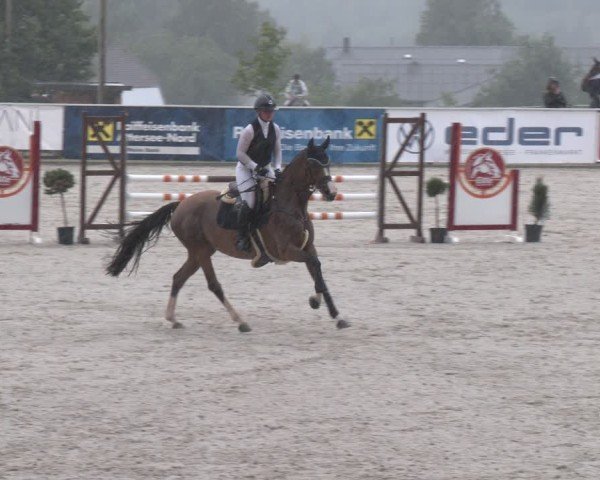 Springturnier Seewalchen 2025