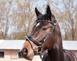 dressage horse Catching Fire Sn (Rhinelander, 2013, from Castellini)