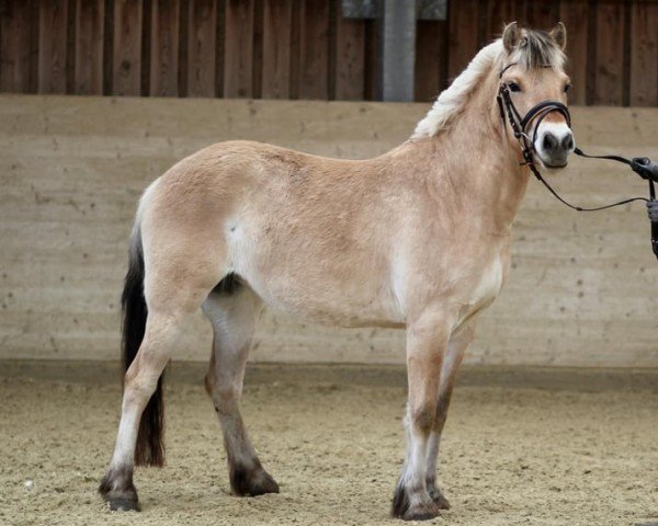 horse Aslaug (Fjord Horse, 2022, from Ilribo)