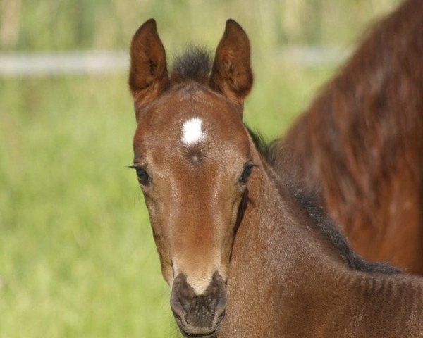 dressage horse Fräulein Knef (Oldenburg, 2020, from Fürst Wilhelm)