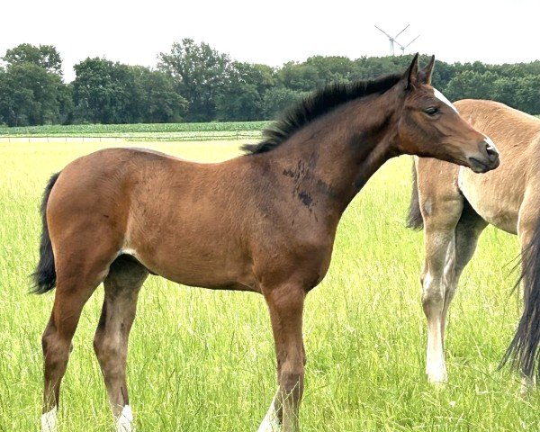 foal by Chalygra (Hanoverian, 2025, from Chaka)