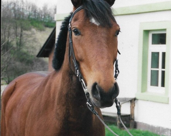 Pferd Bacardi (Westfale, 1991, von Barring)
