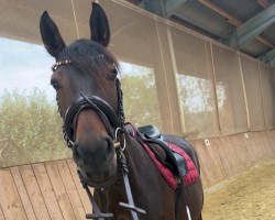 horse Karajans Kleeblatt (Holsteiner, 2019, from Karajan)