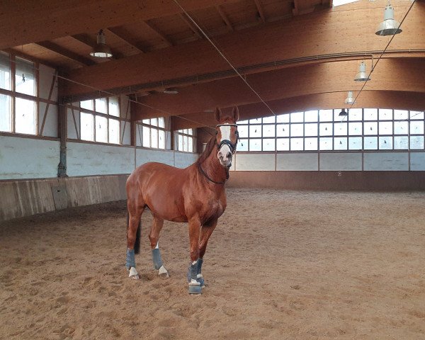 Zuchtstute Sanny D (Mecklenburger, 2006, von Sancisco)