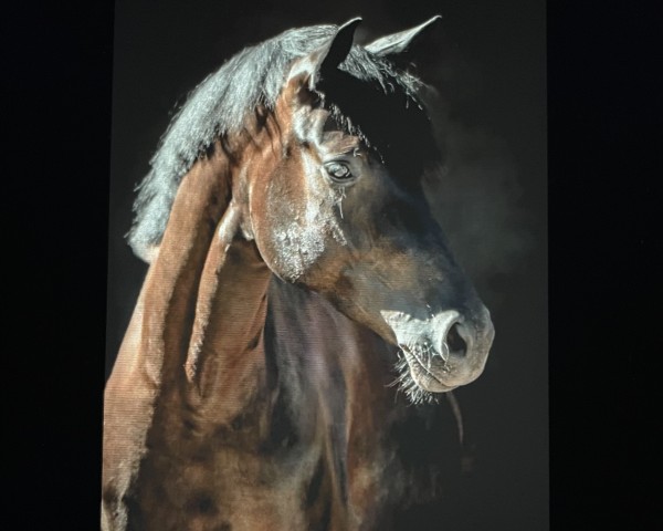 Dressurpferd PBM Fairy Tale (Deutsches Sportpferd, 2019, von Birkhof's Fair Game OLD)