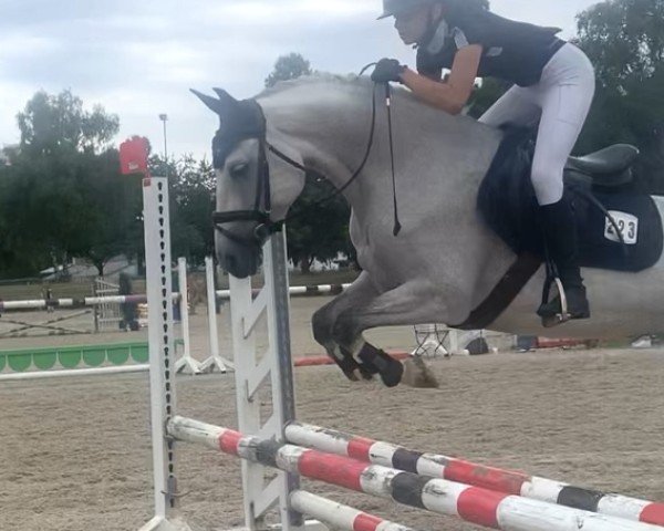 dressage horse Camilla 178 (German Riding Pony, 2019, from Del Piero 25)
