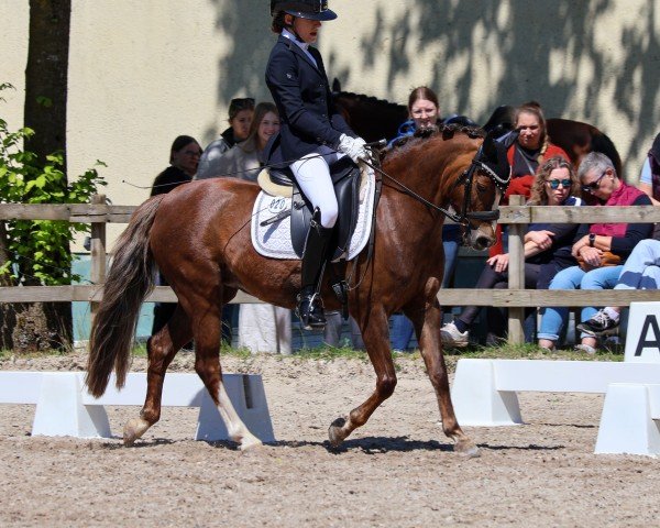 Dressurpferd Bunbury Cottonrose (Welsh Pony (Sek.B), 2012, von Millcroft Beluga)