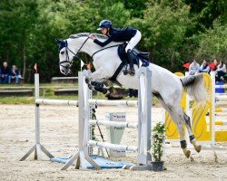 Springpferd Capistrana Bs (Westfale, 2014, von Capistrano 2)