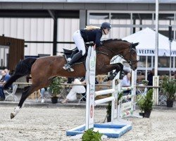 Springpferd Arimara (KWPN (Niederländisches Warmblut), 2005, von Indoctro)