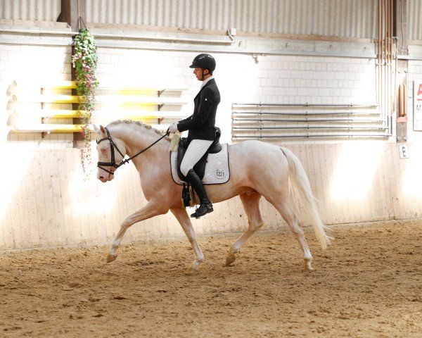 horse Old Pumpkin WL (Westphalian, 2021, from Okawango Alpha)