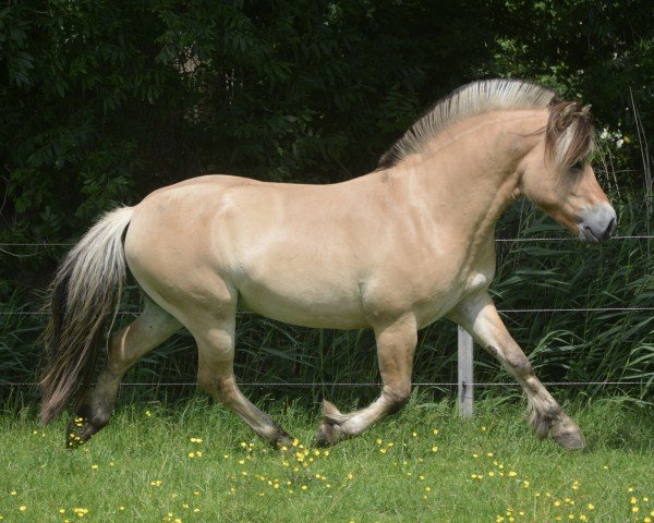 Pferd Fjordgårds Bosse (Fjordpferd, 2022, von Bram)