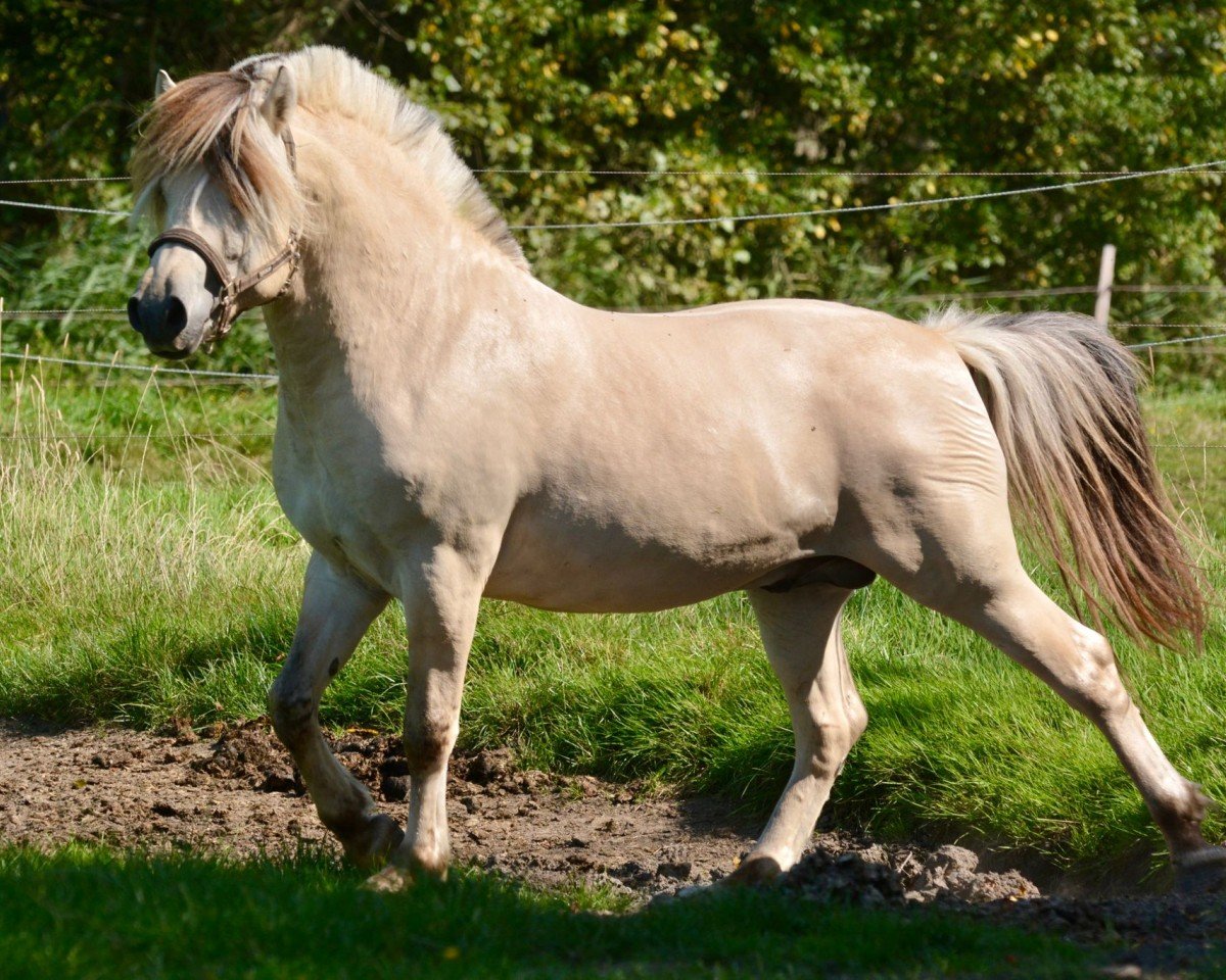 stallion Fjordgårds Svelvik (Fjord Horse, 2021, from Solfin Skovå)