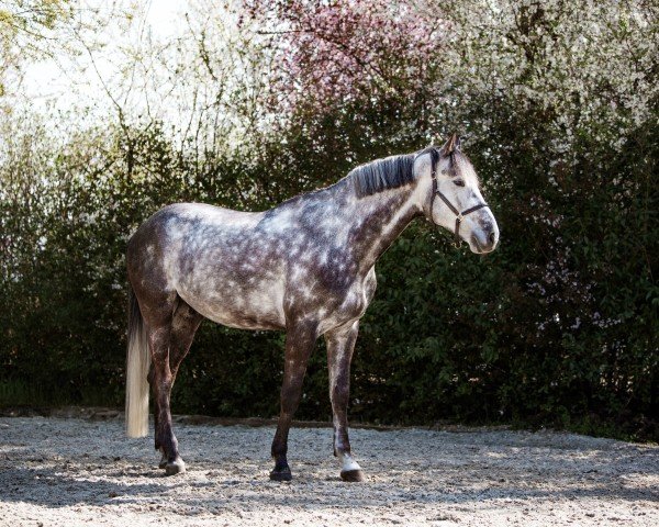 Pferd Incredible Star Seed Wb (Holsteiner, 2019, von I'm Special de Muze) Pferd Incredible Star Seed Wb (Holsteiner, 2019, von I'm Special de Muze)