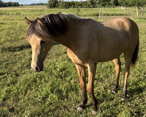 horse Fjordgårds Simply the Best (German Riding Pony, 2024, from Mescal 15)