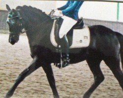 Dressurpferd Pan Tau Z (Deutsches Reitpony, 2006, von Prometheus B)