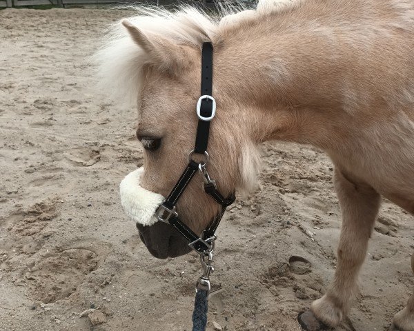horse Lola (Shetland pony (under 87 cm), 2023, from Skäpperöds Ulysses)