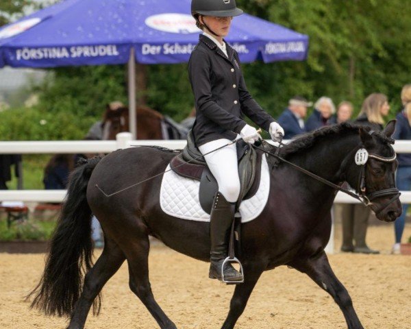 dressage horse Tynebank Candyfloss (Dartmoor Pony, 2015, from Hisley Diplomat)