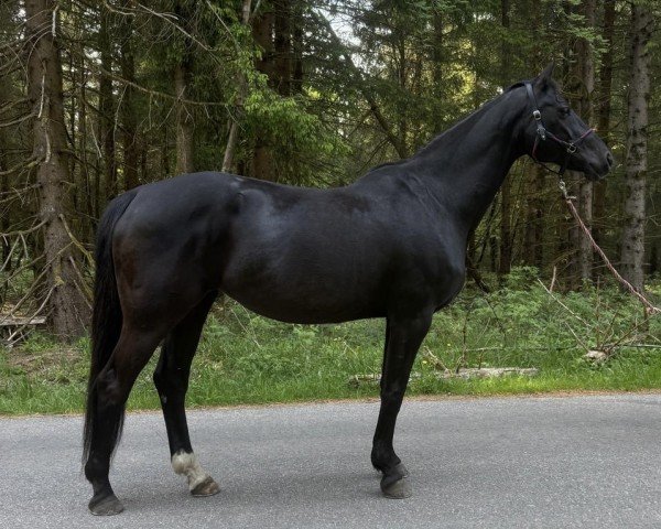 Zuchtstute Halma (Hannoveraner, 2007, von Hochadel)