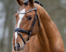 Deckhengst Tyson SH (Oldenburger Springpferd, 2018, von Toulon)
