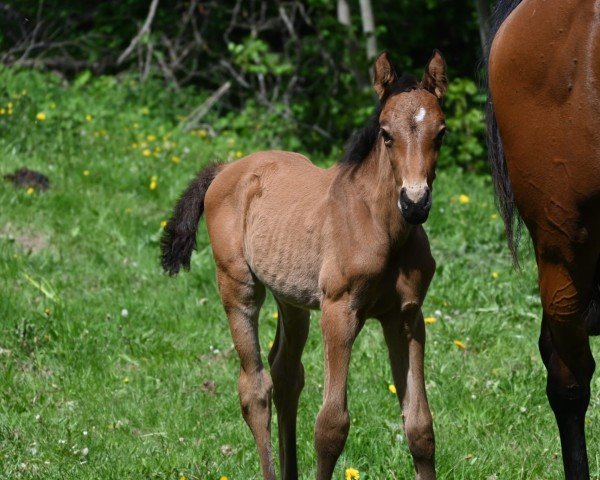 foal by Le Principet Magico (Oldenburg, 2025, from Le Chic)
