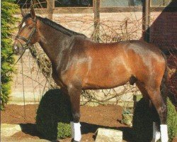 dressage horse Well Dance (Zweibrücken, 2005, from Wolkenstürmer)