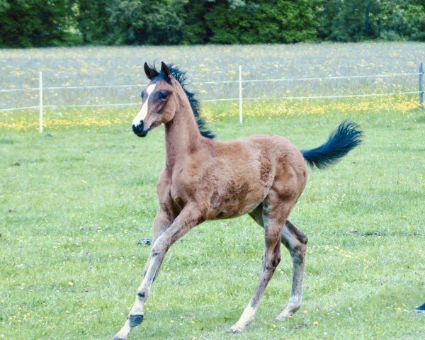 foal by L‘Amour de Lauries HBS (Oldenburg, 2025, from Le Chic)