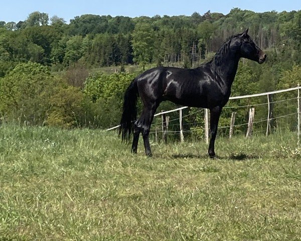 horse Hengst von Franziskus / Don Frederic (Westphalian, 2022, from Franziskus FRH)