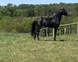 horse Hengst von Franziskus / Don Frederic (Westphalian, 2022, from Franziskus FRH)