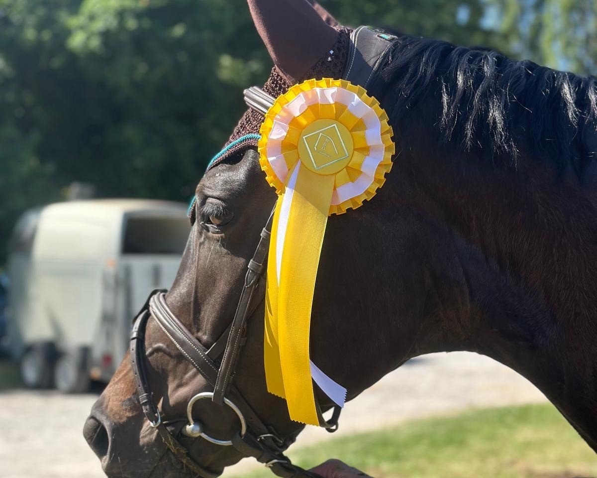 jumper Finesse du Chocolat (Westphalian, 2021, from Franziskus FRH)
