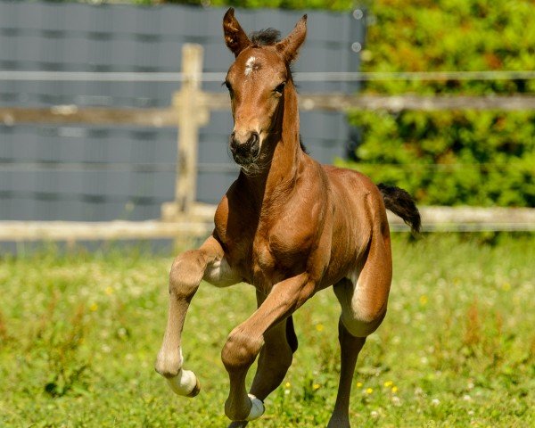 Fohlen von Bailando (Westfale, 2025, von Baggio White)
