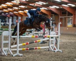 jumper Rosie 27 (German Riding Pony, 2008, from Auheim's Maximus)