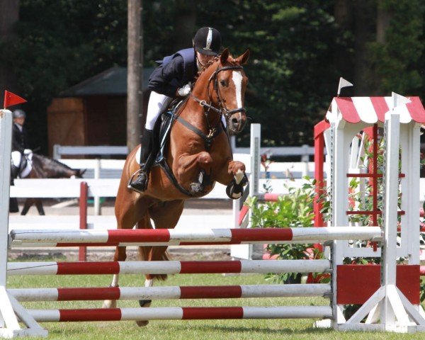 Dressurpferd D' Fritz (Deutsches Reitpony, 2005, von Danny Gold)