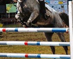 jumper Cordales 5 (Oldenburg show jumper, 2011, from Corlensky G)