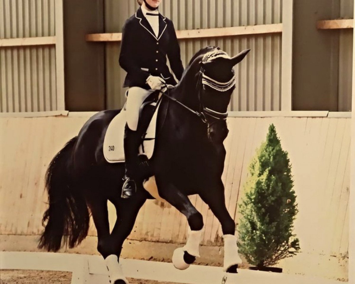 Dressurpferd Samira S 2 (Hannoveraner, 2008, von Samarant)