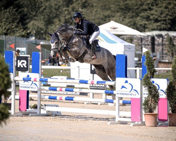 Springpferd Casimir Th (Westfale, 2019, von Cascadello)