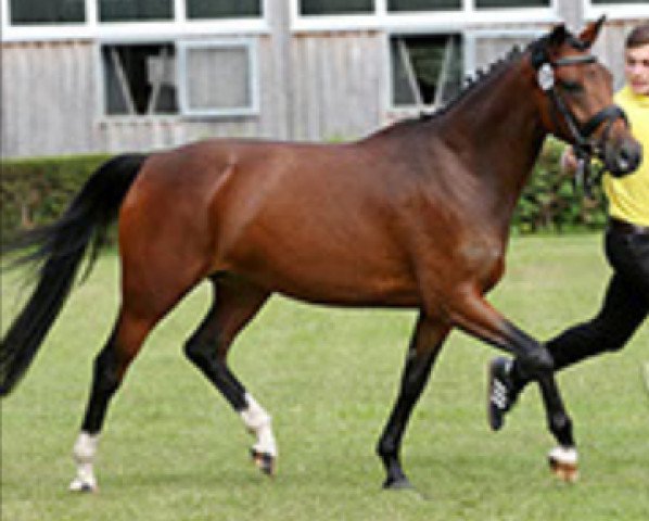 broodmare Diwinowa Deluxe (German Riding Pony, 2012, from Dance Star AT NRW)