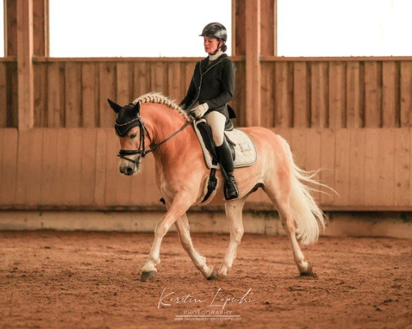 dressage horse Saphir Deluxe (Edelbluthaflinger, 2019, from Stakkato K (0,78% ox))