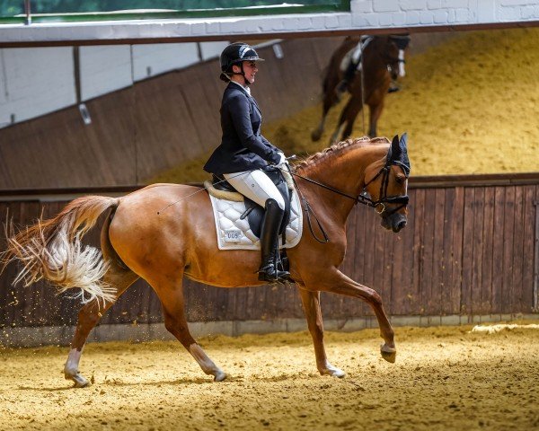 Zuchtstute Daniek 2 (Deutsches Reitpony, 2018, von Dornik B)