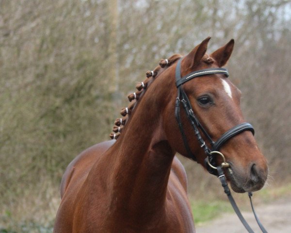 horse Daddy's Rock Star (German Riding Pony, 2015, from Dance Star AT NRW) horse Daddy's Rock Star (German Riding Pony, 2015, from Dance Star AT NRW)