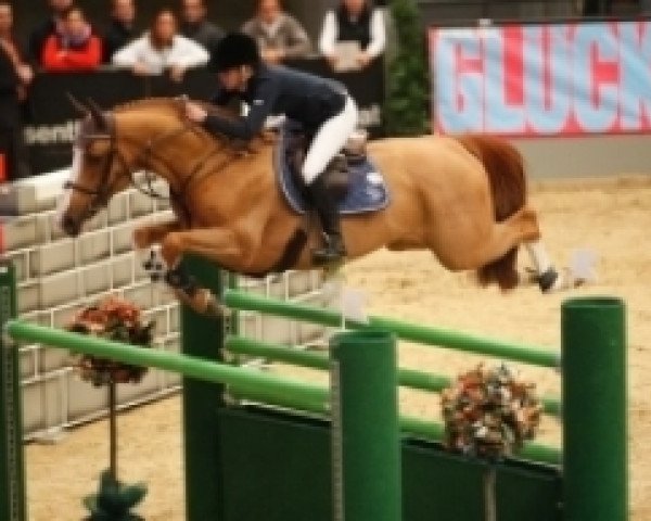 stallion Lindberg des Hayettes (Selle Français, 1999, from Papillon Rouge)